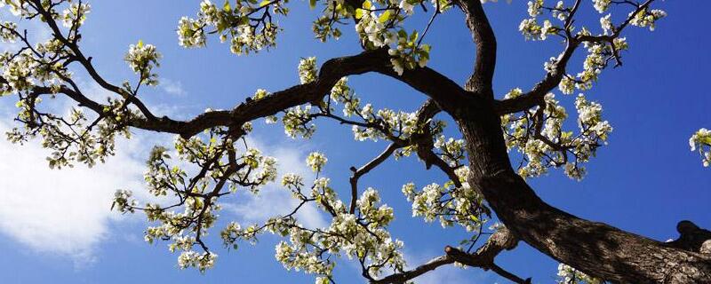 梨树花期用什么药杀虫 花语网