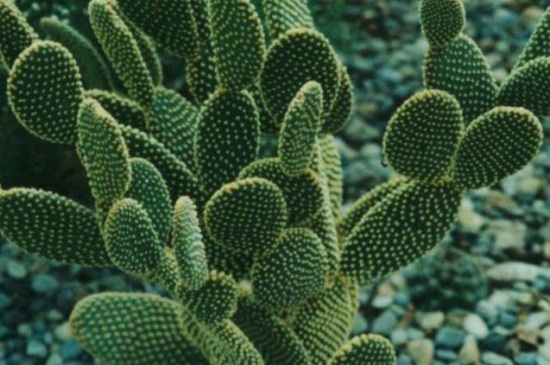 仙人掌怎样适应沙漠干旱的环境，叶片可储藏水分抵抗紫外线