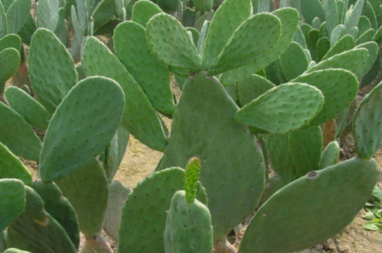 仙人掌怎样适应沙漠干旱的环境，叶片可储藏水分抵抗紫外线