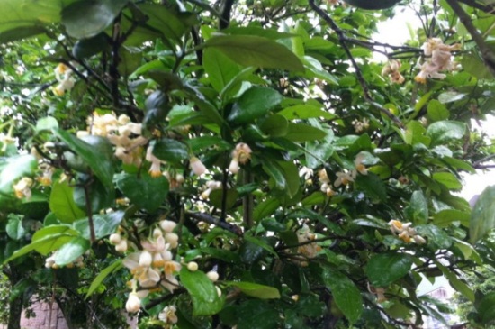 柚子树开花如何管理 花语网