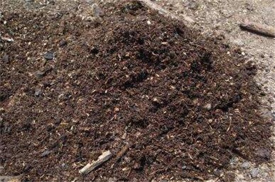 泥炭土适合种什么植物 花语网