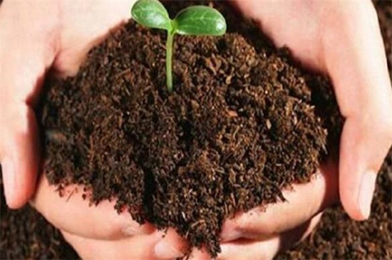 泥炭土适合种什么植物 花语网