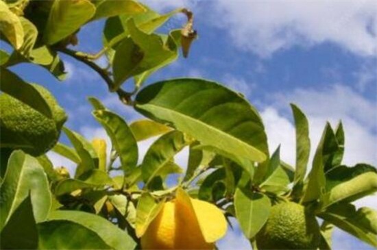 柠檬树黄叶怎么办