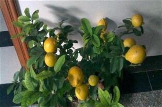 柠檬树黄叶怎么办