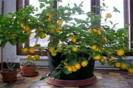 柠檬怎么养才能更旺盛