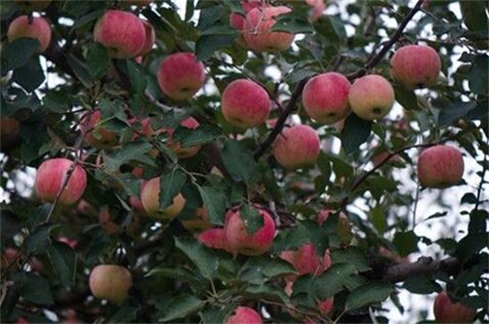 苹果树种在什么地方
