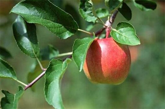 苹果树花期打什么药