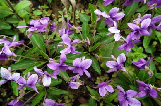 紫花地丁什么时候采摘