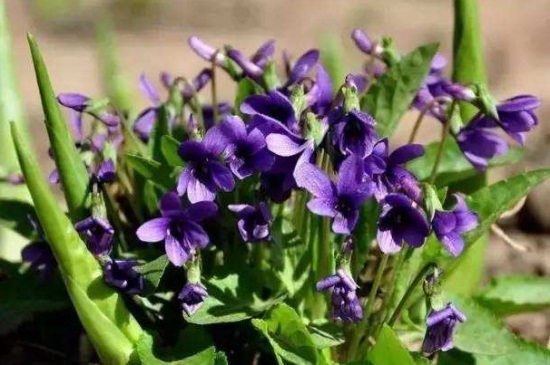 紫花地丁什么时候采摘
