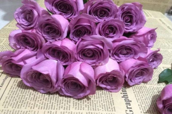 紫玫瑰品种