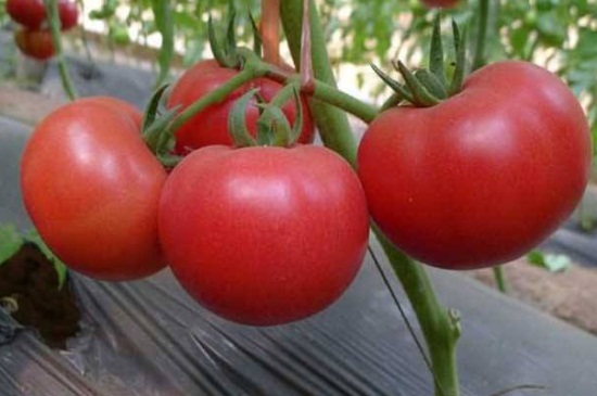 种番茄什么月份合适种
