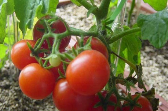 种番茄什么月份合适种