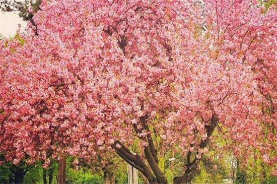 区分樱桃树和樱花树