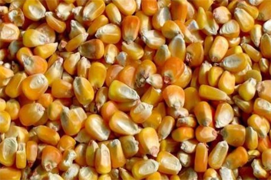 玉米怎么播种种子