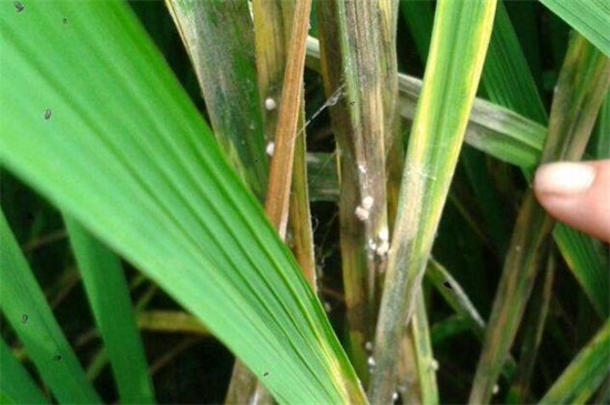 水稻虫害主要有哪些