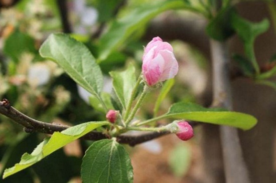 樱桃树花芽与叶芽区别