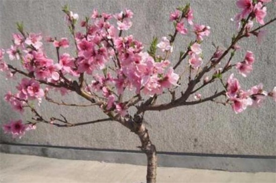 桃树适合种在院子里吗 花语网