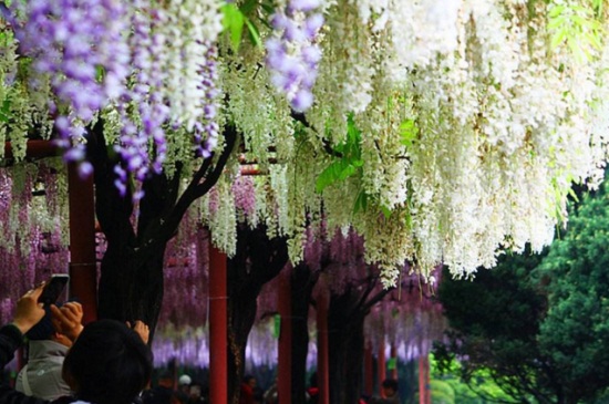 嘉定紫藤园几月份好看 花语网