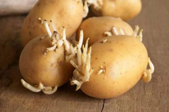 土豆发芽怎么种