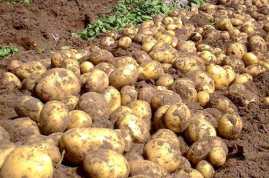 土豆种多久可以收成