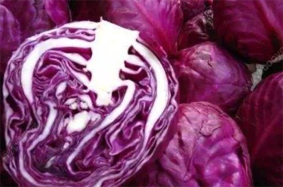 紫包菜的禁忌