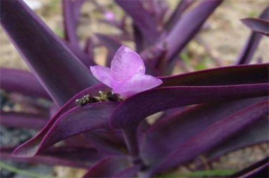 紫吊兰怎么养殖