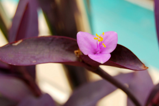 紫色叶子的植物叫什么