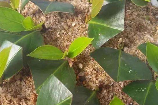 茶花树可以插枝栽培吗
