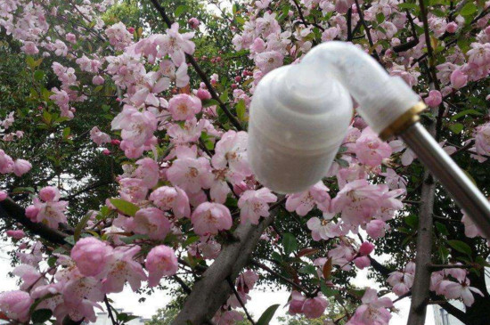 桃树喷雾授粉的方法
