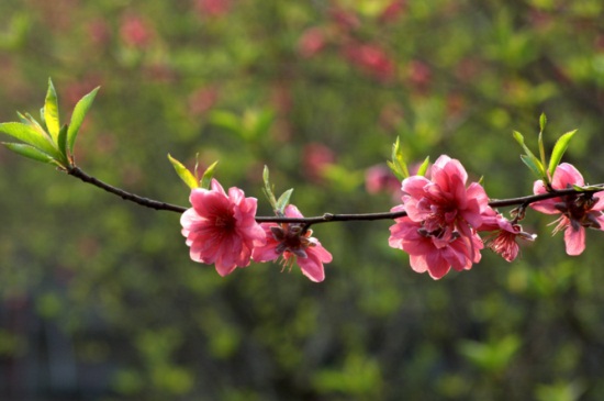 桃树开花期能浇水吗