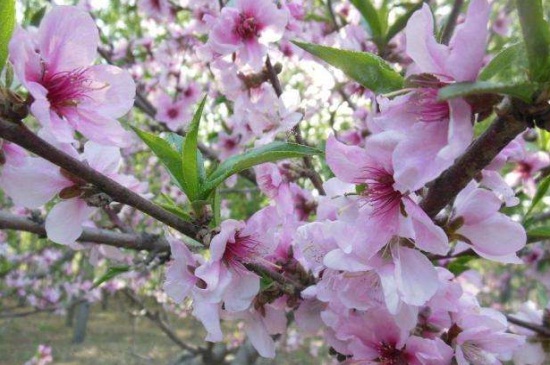 桃树结果全年用药表