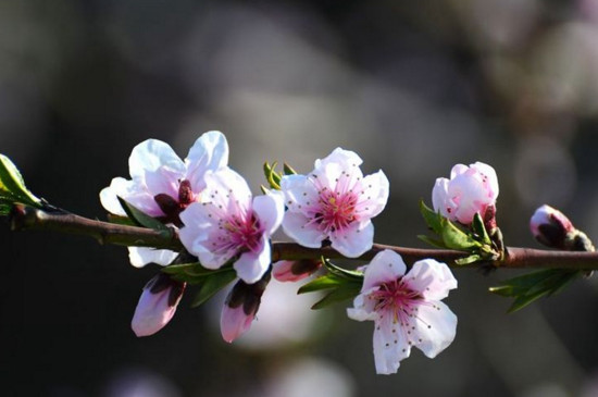 桃树花露红打什么药