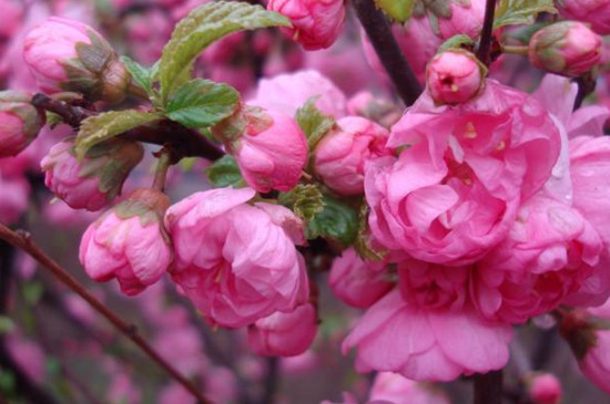 桃树花露红打什么药