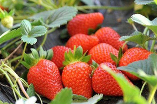草莓苗能活多久