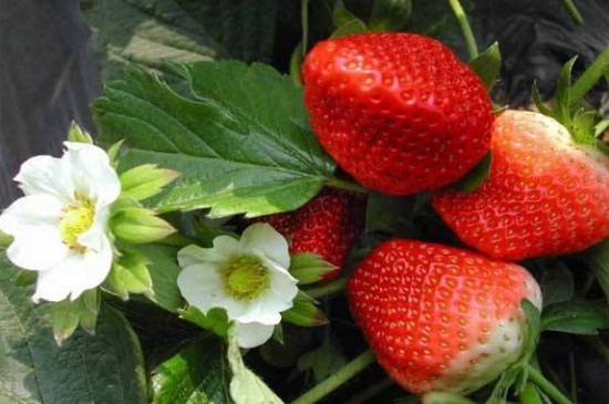 草莓长虫子怎么办