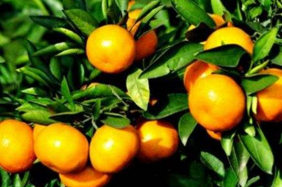 乙蒜素在柑桔上的使用
