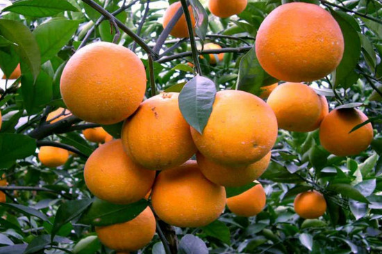 乙蒜素在柑桔上的使用