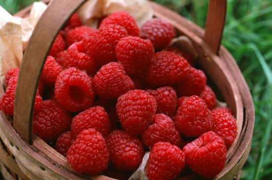 山月莓是什么水果