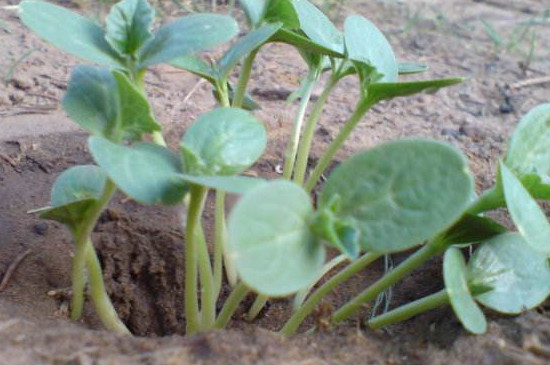 西瓜籽怎么发芽