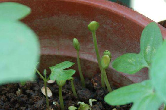 西瓜籽怎么发芽