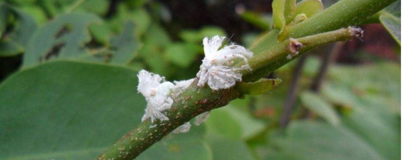 菊花什么时候开花季节