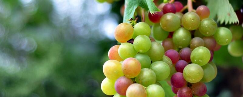 如何种植葡萄