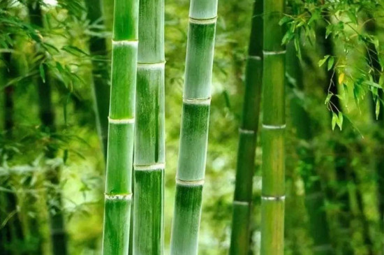绿竹怎么养