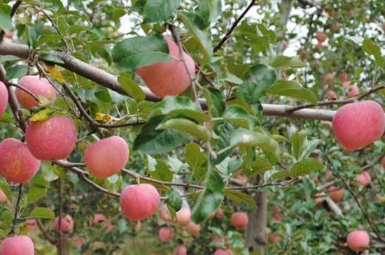 苹果种子如何育苗