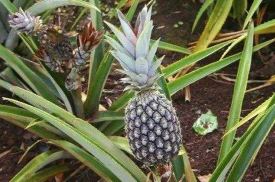 菠萝生长在什么地方