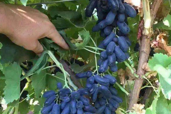 蓝宝石葡萄苗怎么种植