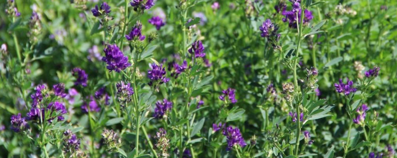 紫花苜蓿 紫花苜蓿的资料 紫花苜蓿栽培技术 紫花苜蓿养护 植物之家