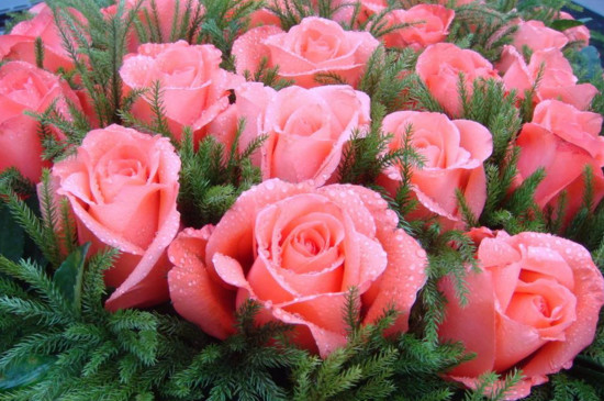 粉色玫瑰花语19朵
