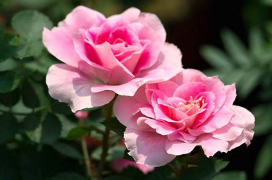 粉色玫瑰花语19朵