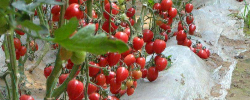 种番茄种子过程